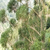 Plants: image 97 Of 117 Thumb